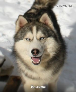 Dog Photo