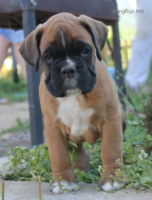 Dog Photo