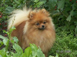 Dog Photo