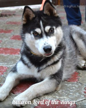 Dog Photo