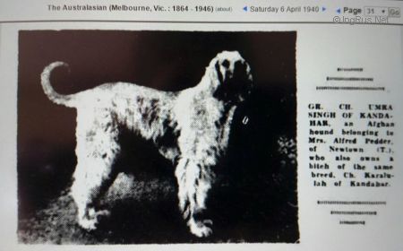 Dog Photo