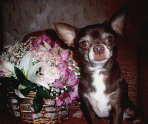 Dog Photo