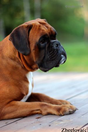 Dog Photo