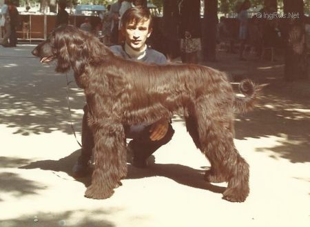 Dog Photo