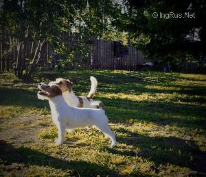 Dog Photo