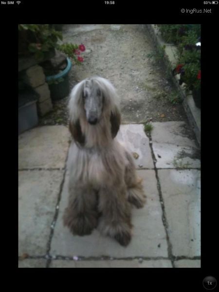 Dog Photo