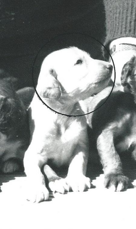 Dog Photo