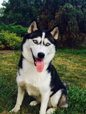 Dog Photo