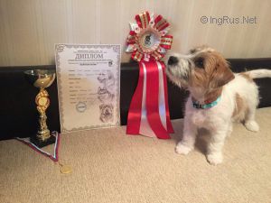 Dog Photo
