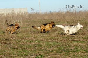 Dog Photo