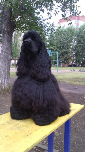 Dog Photo