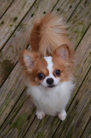 Dog Photo