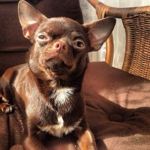 Dog Photo