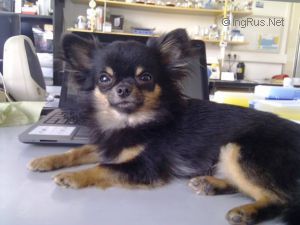 Dog Photo
