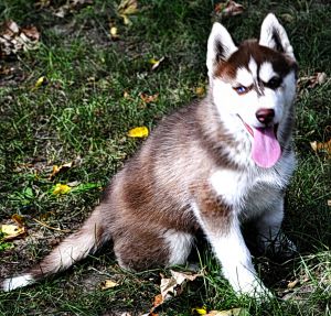 Dog Photo