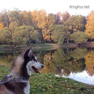 Dog Photo