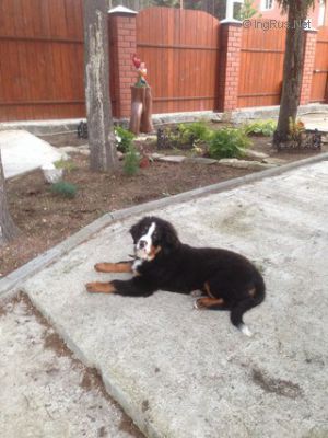 Dog Photo