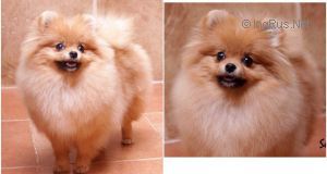 Dog Photo