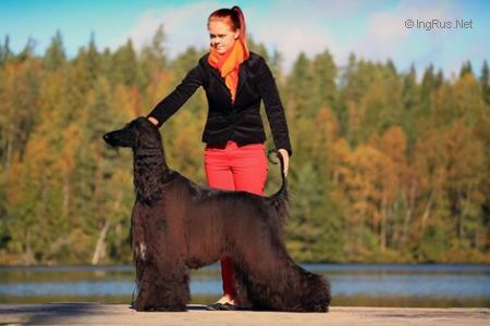 Dog Photo