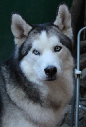 Dog Photo