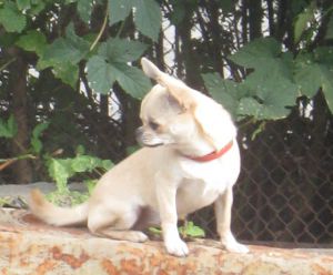 Dog Photo