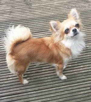 Dog Photo