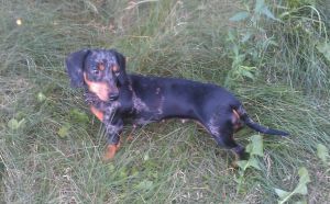 Dog Photo