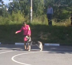 Dog Photo