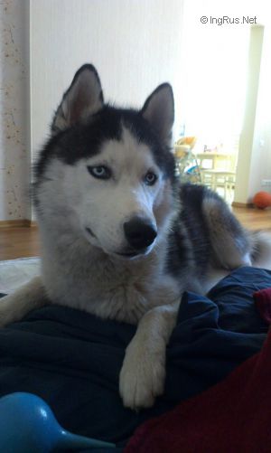 Dog Photo