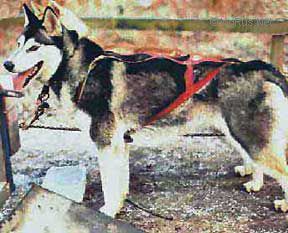 Dog Photo