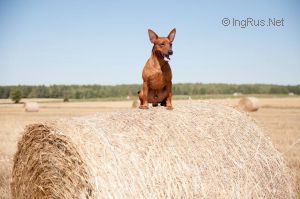Dog Photo
