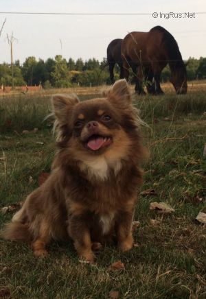 Dog Photo