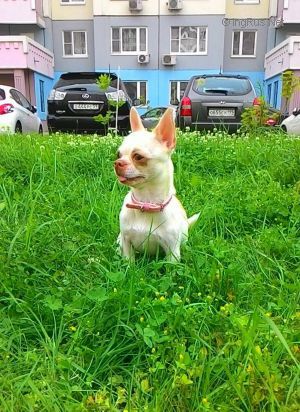 Dog Photo