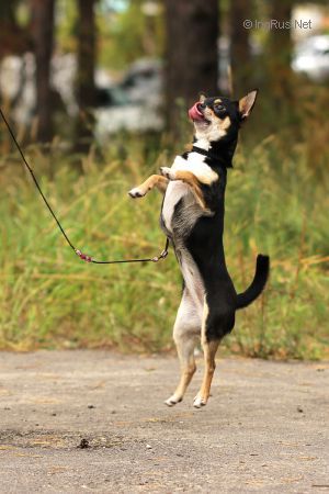 Dog Photo