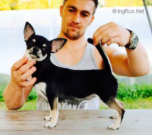 Dog Photo