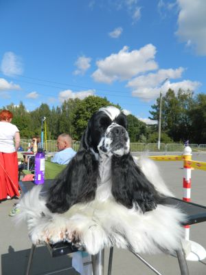 Dog Photo