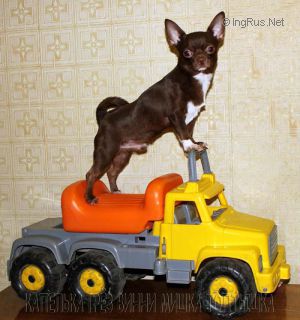 Dog Photo
