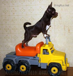 Dog Photo