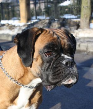 Dog Photo
