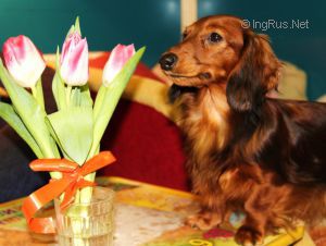 Dog Photo