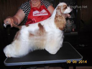 Dog Photo