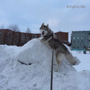Dog Photo