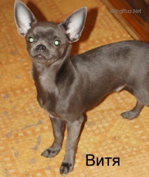 Dog Photo