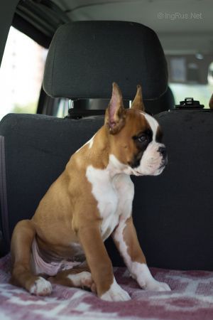 Dog Photo