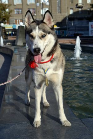 Dog Photo