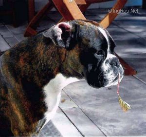 Dog Photo