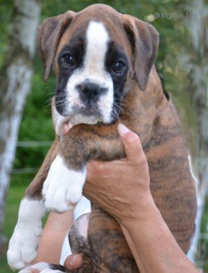 Dog Photo