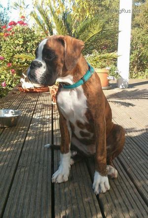 Dog Photo