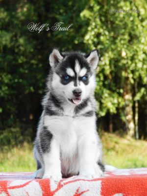 Dog Photo