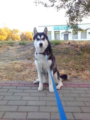 Dog Photo